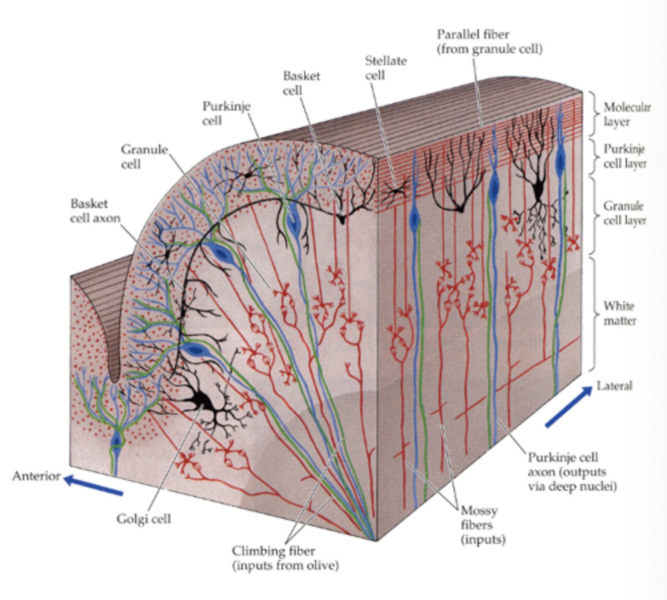 <p>axons from granule cells and dendrites from purkinje cells</p>