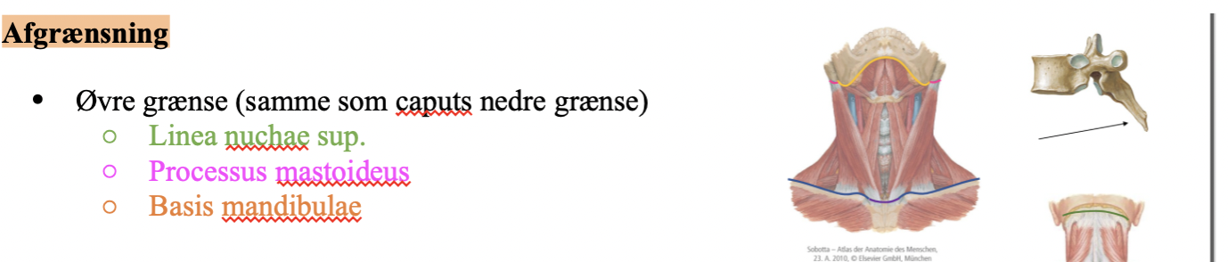 <ul><li><p><span style="font-family: Times New Roman">Linea nuchae sup. (bagtil: overkant af nakkemuskulatur)</span></p></li></ul><ul><li><p><span style="font-family: Times New Roman">Processus mastoideus (kanten bag øret)</span></p></li></ul><ul><li><p><span style="font-family: Times New Roman">Basis mandibula (Fortil: underkæbens nederste kant)</span></p></li></ul><p></p>