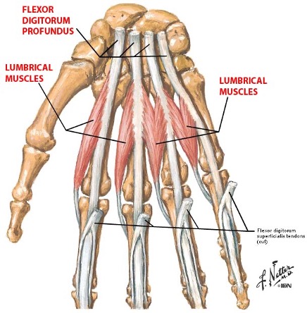 <p><strong><u>action:</u></strong><u> flex the MCP joint</u> and extend IP joints of 2 and 3</p>