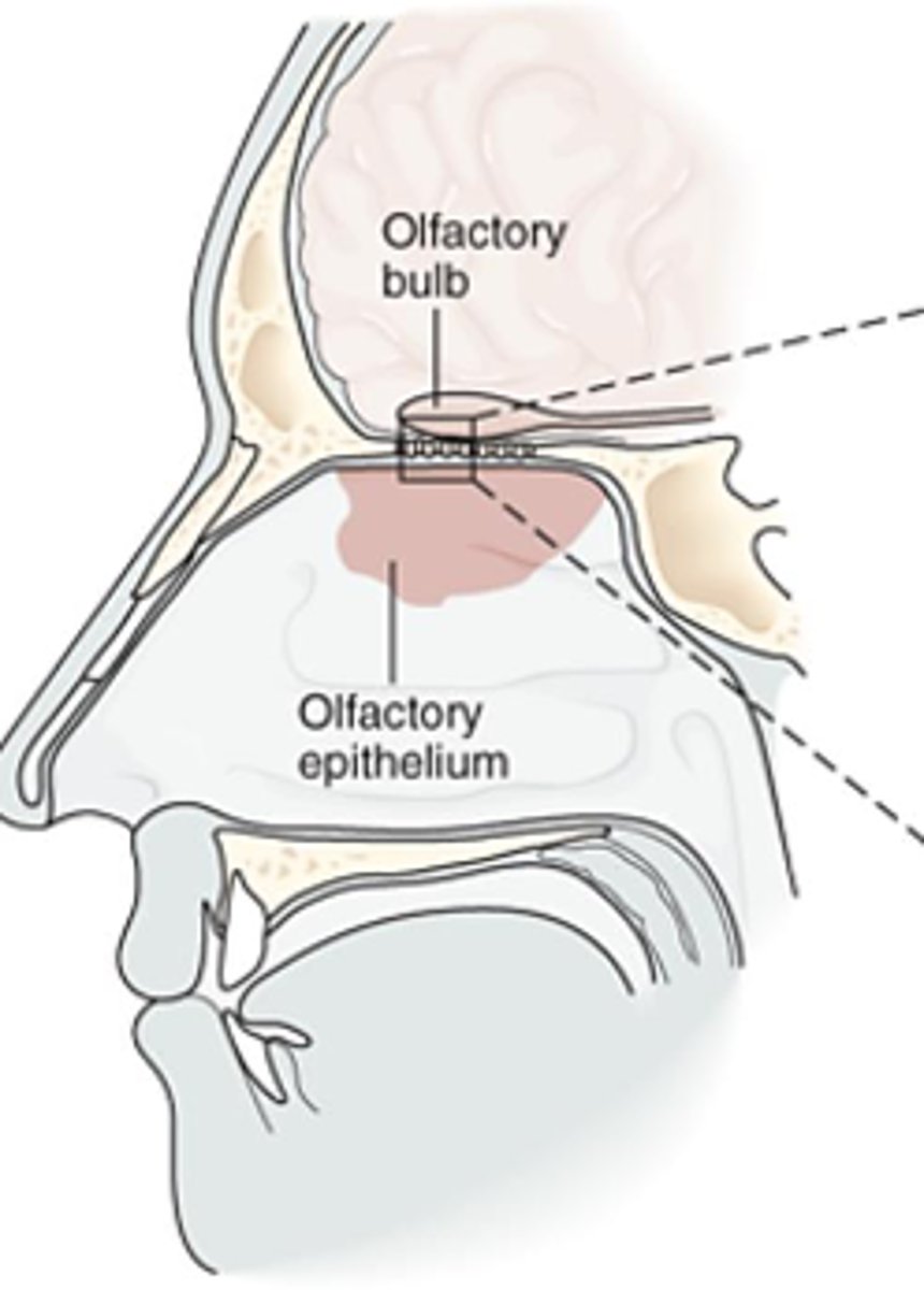 <p>Synapse in olfactory bulb</p>