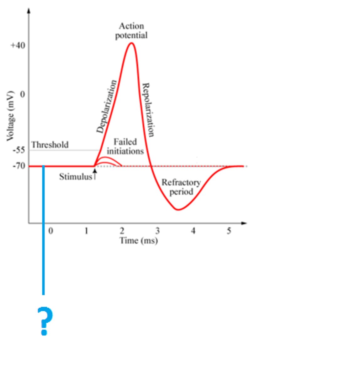 <p>- -70 mV</p><p>-voltage across the membrane in neuron that is NOT FIRING</p><p>-2 K+ IN and 3 Na+ OUT</p>