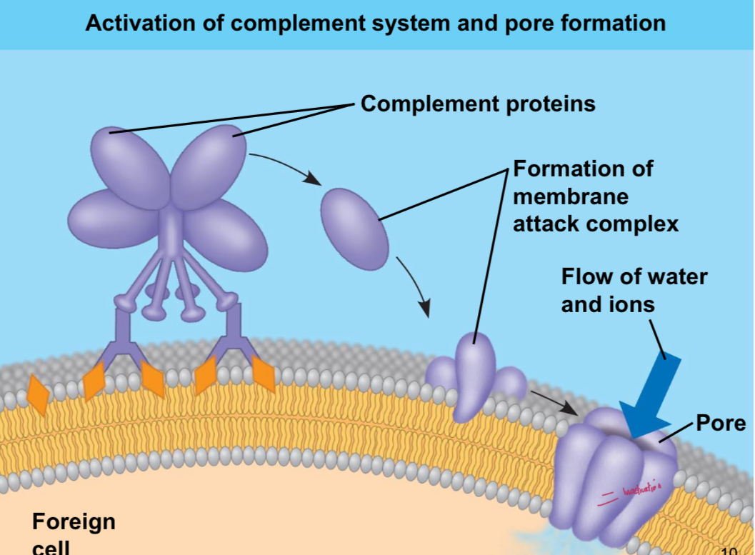 <p>Particularly effective with IgM and via the classical pathway. Complement binds to antibodies and then form MAC.</p>