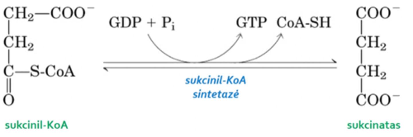 <p>5. Substracinio fosforilinimo reakcija – reakcija, kurios metu pagaminamas makroerginis nukleotidas GTP, kuris energijos kiekiu yra tolygus ATP, tad tai yra ATP sintezės būdas, kurios produktas yra sukcinatas bei GTP, reakcijos metu taip pat atskyla CoA-SH (kofermentas A)</p>