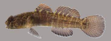 <p>Naked Goby</p>