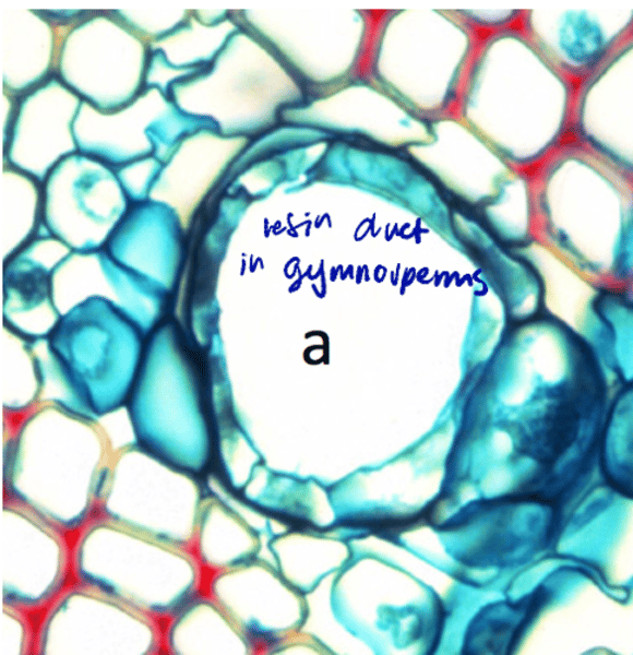 <p>development of large intercellular spaces thru splitting</p>