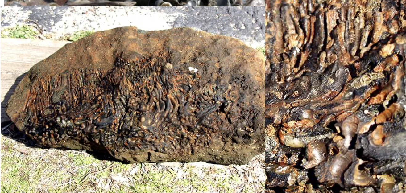 <p>Grow to 5-8cm in length. CLAM-like. Exit hole is 5-10mm. Incurrent and excurrent siphons. Inhabit wood, rock, mud...DO NOT degrade cellulose. Tubed NOT lines with calcareous solid. Prefer deepwater seafloor. Some tolerate of brackish water. Less common than shipworms. Wood is not the only food source.</p>