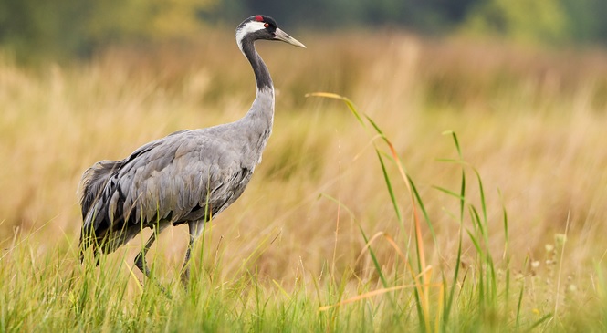 <p>zařaď živočicha do systému</p><p>Třída - řád - čeleď - druh čeština (latina)</p>