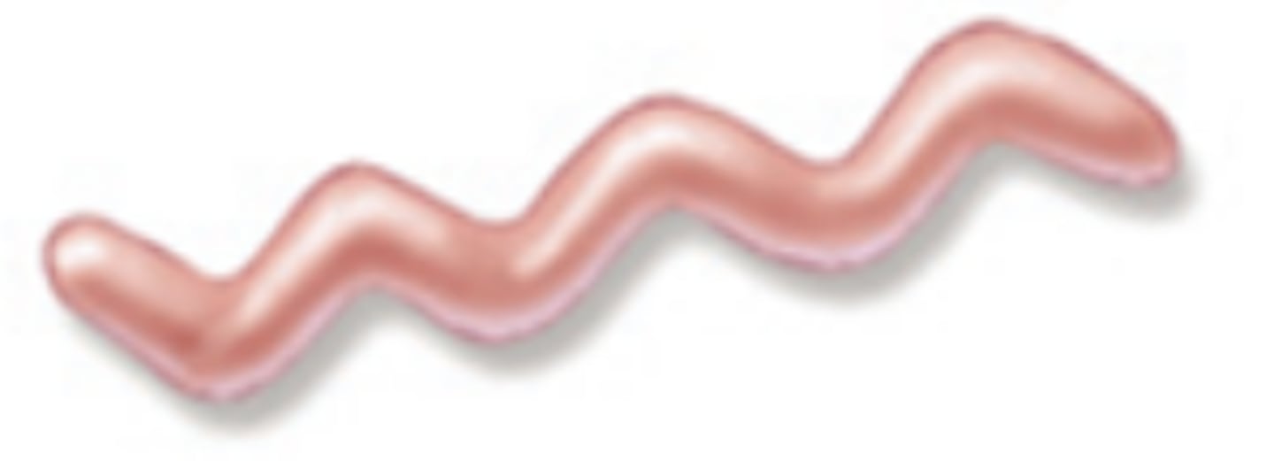 <p>What is the morphology of the bacteria shown?</p>