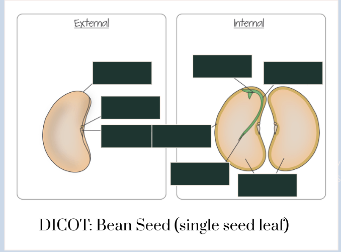 <p>what are the components of an embryonic dicot plant</p><p></p>