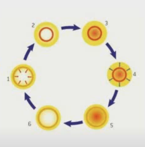 <ol><li><p>Loss of Hydrostatic Equilibrium - the pressure inside the star is no longer able to overcome the gravitational forces leading to the outer layers of gas collapsing inwards</p></li><li><p>The layer of gas becomes compressed - less transparent (more dense) meaning the EM radiation that’s being radiated from inside the star isn’t able to escape</p></li><li><p>Temperature in the Gas layer increases - causes build-up of pressure *Intensity decreases here (you see it not as bright)</p></li><li><p>The Gas layer is pushed outwards -</p></li><li><p>The layer cools as it expands - becoming less dense</p></li><li><p>The decrease in density - radiation can now escape again as the pressure decreases *Intensity increases here (you see it brighter)</p><p></p></li></ol>