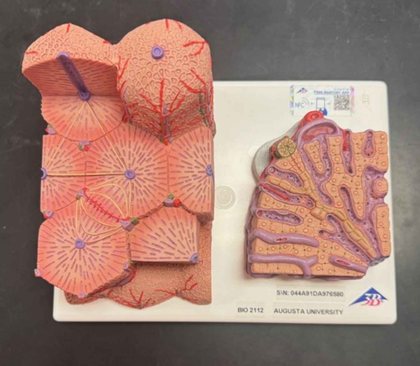 <p>what is this a model of?</p>