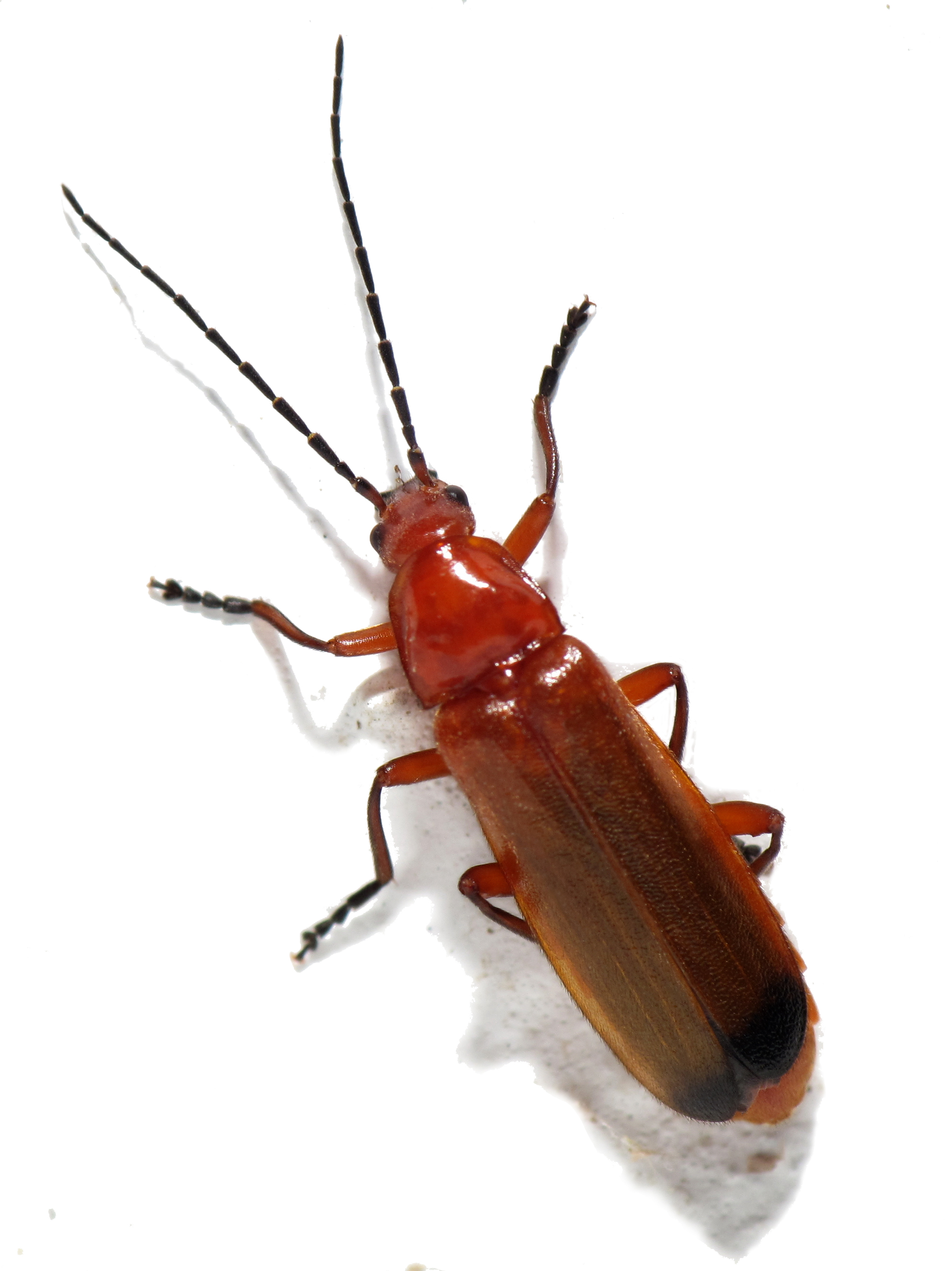 <p>Soldier beetles (soldaatjes)</p>