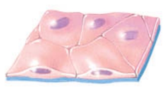 <p>this cell shape is flat and thin; it allows for rapid passage of substances</p>