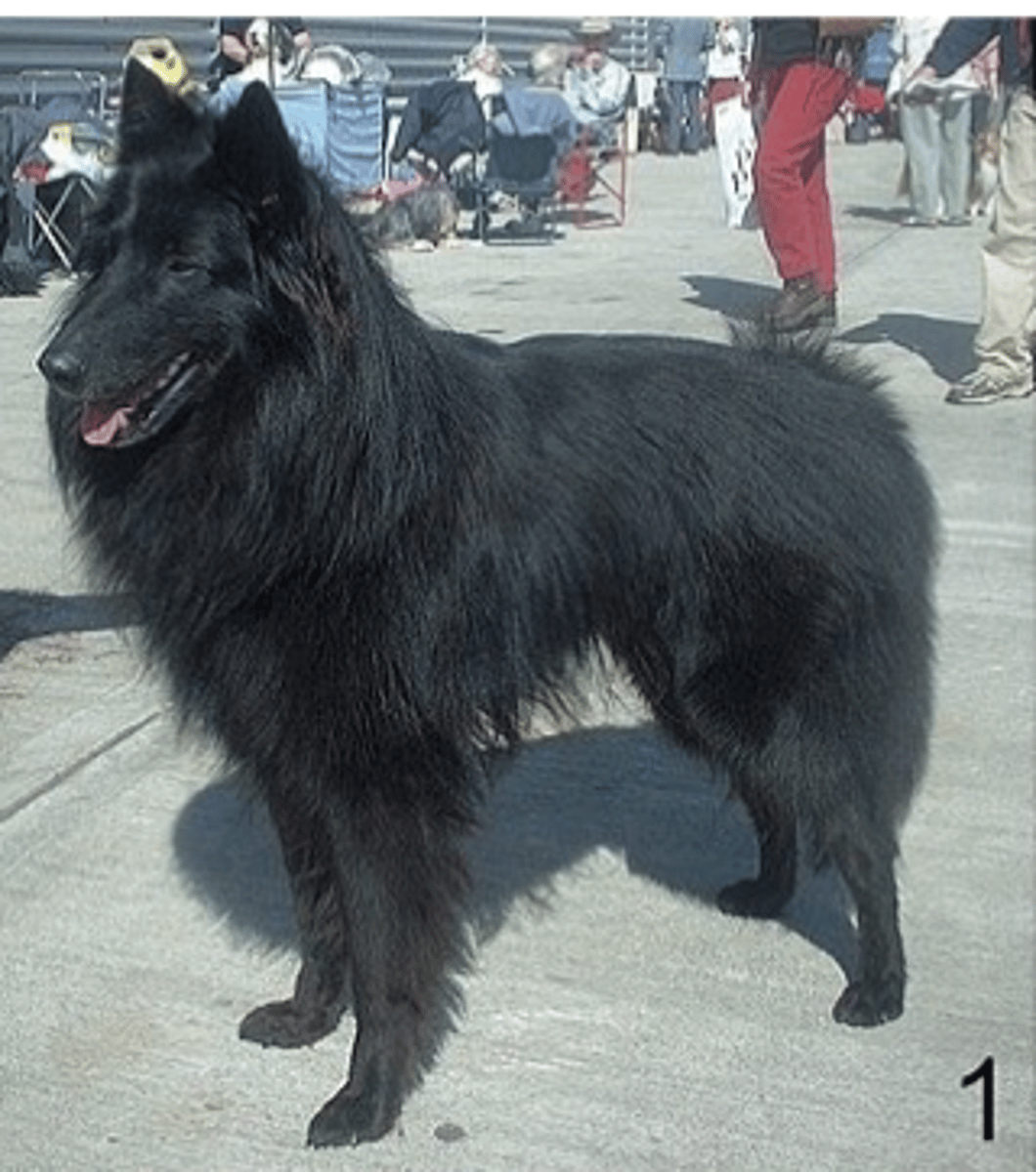 <p>FCI 1 - all black coat</p>