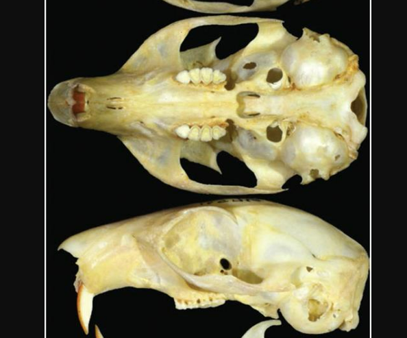 <p>Douglas Squirrel</p><p>4 cheek teeth </p>