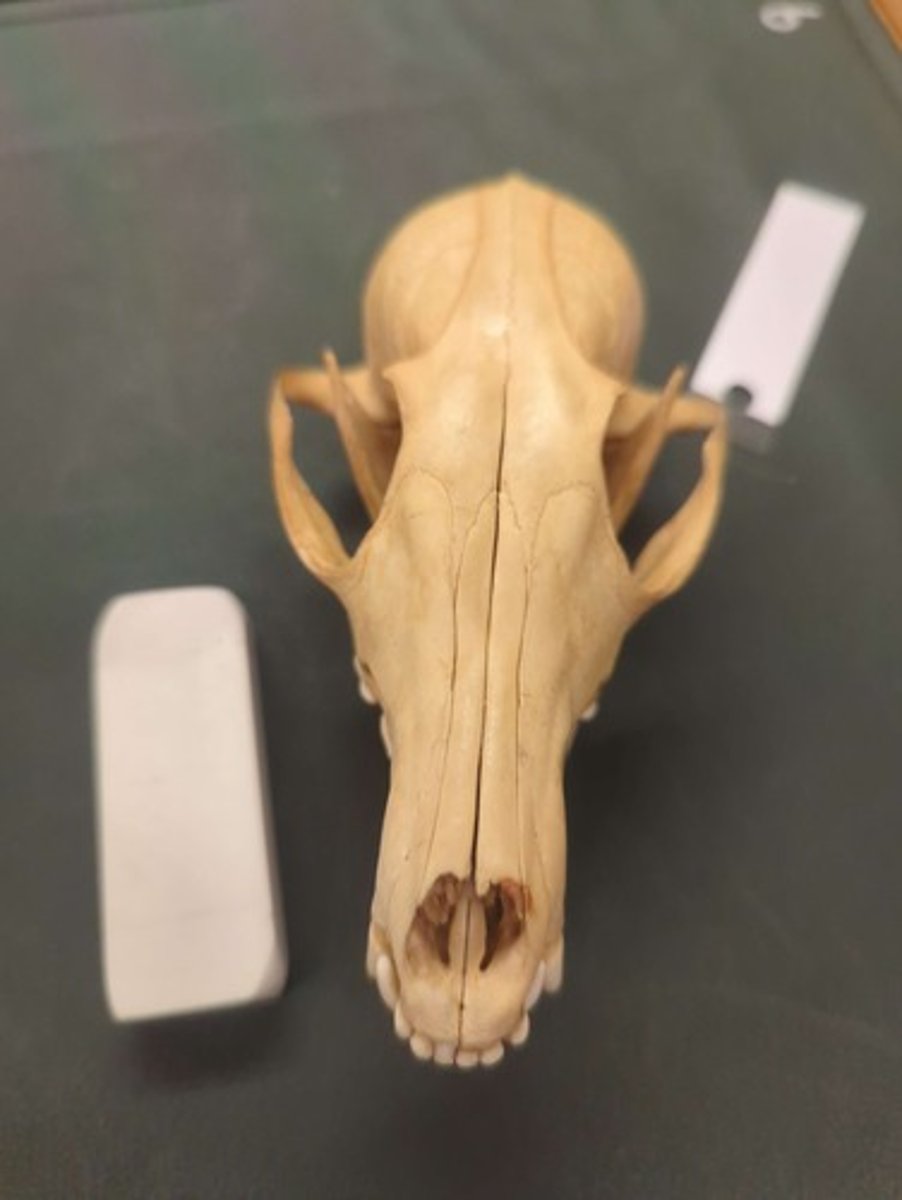 <p>What animal is this? Answer with "Skull" after animal name.</p>