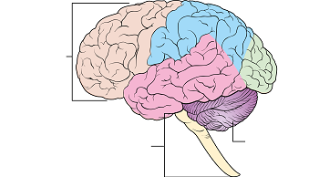 Where is brain stem?
