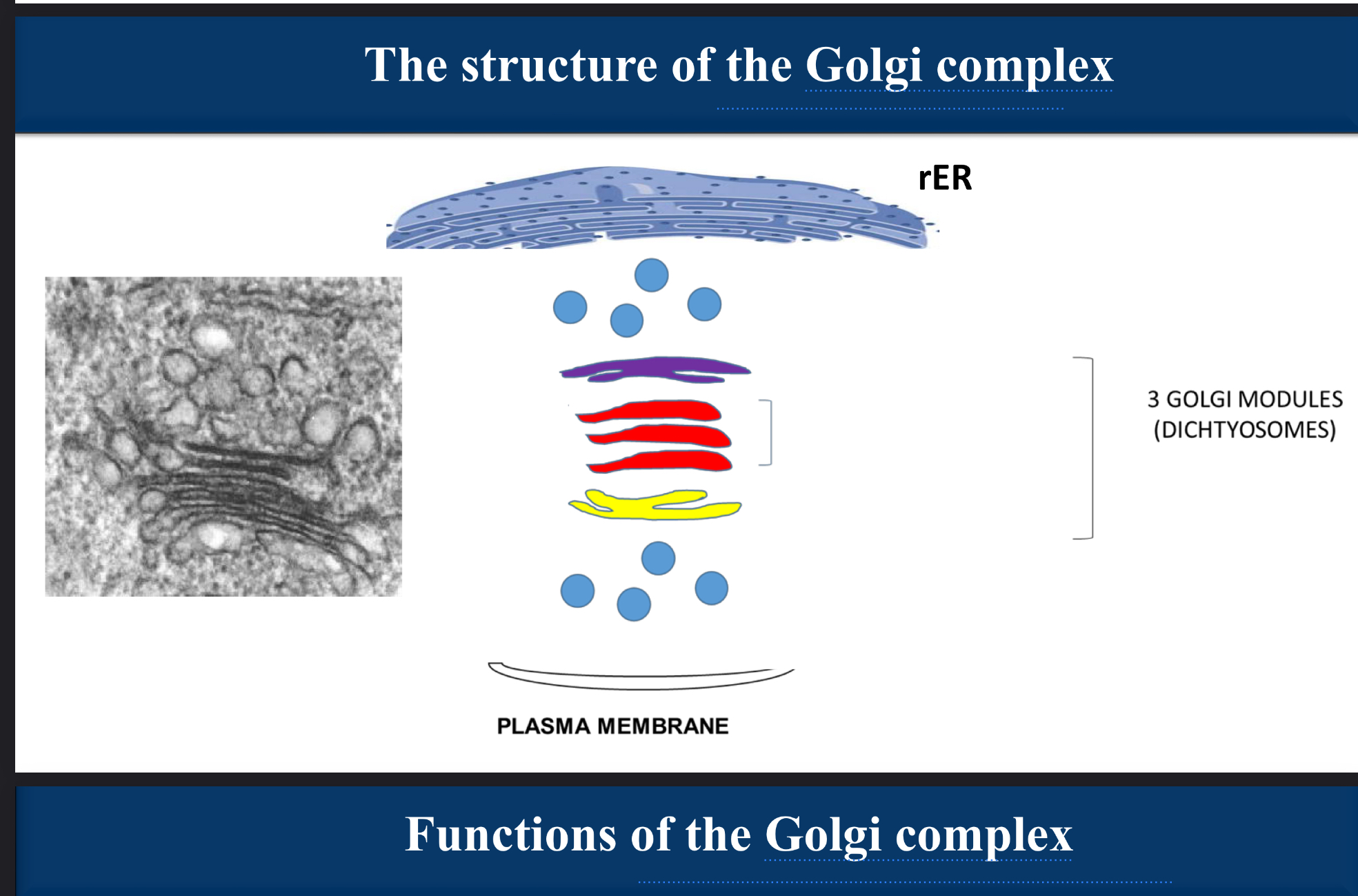 <p>label the diagram </p>