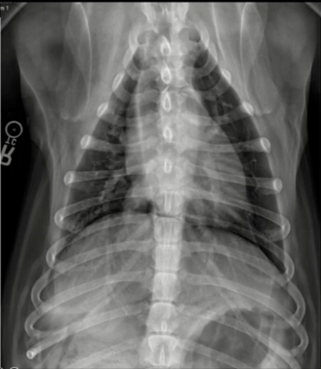 <p>Is this a D/V or V/D image?</p>