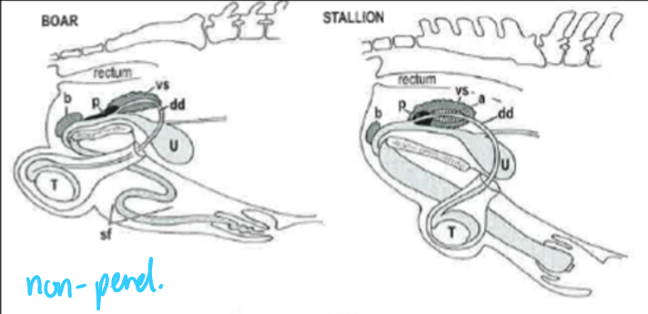 <p>boar and stallion</p>