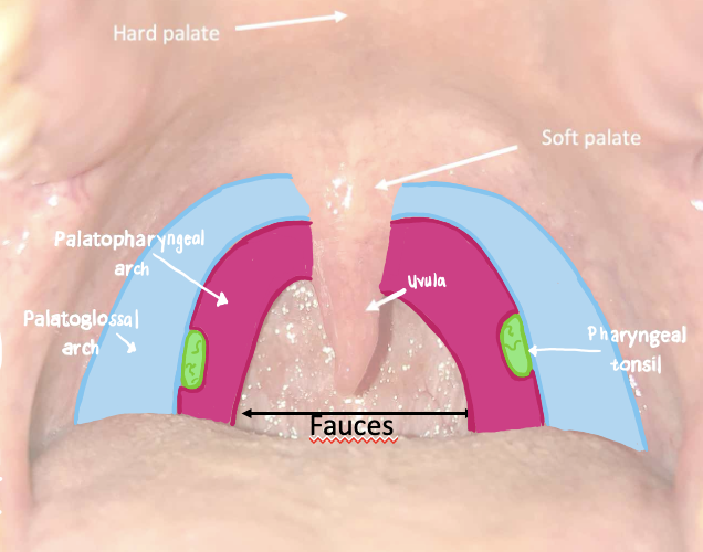 <p>what does the palatoglossal arches connect and what muscle in found here</p>
