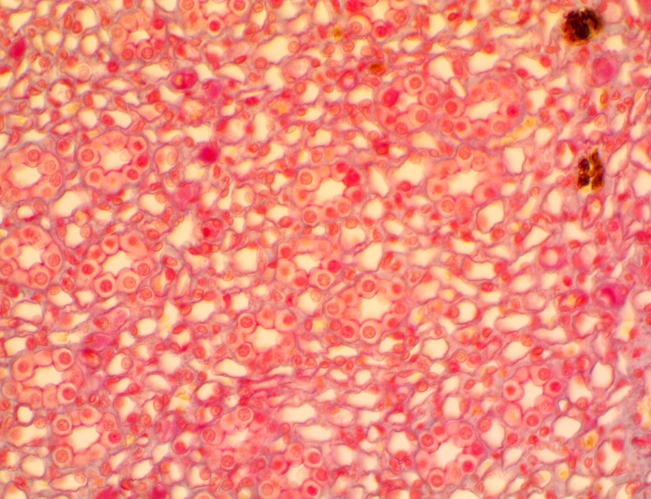 <p><span>Found in glandular structures &amp; kidney tubule system. Provides slightly thicker barrier than squamous, allowing selective permeability for secretion and re-absorption </span></p>