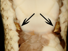 <p>What are these structures on a male snake called?</p>