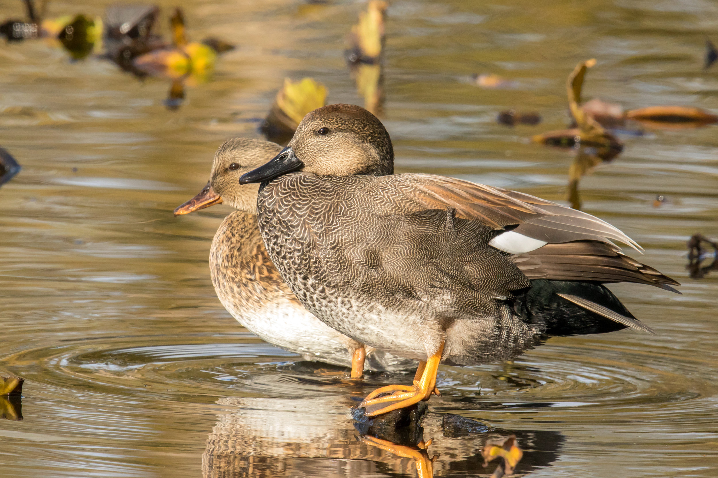 <p>Common name:</p><p>Genus and species:</p><p>Family:</p><p>Order:</p><p>Alpha Code:</p>