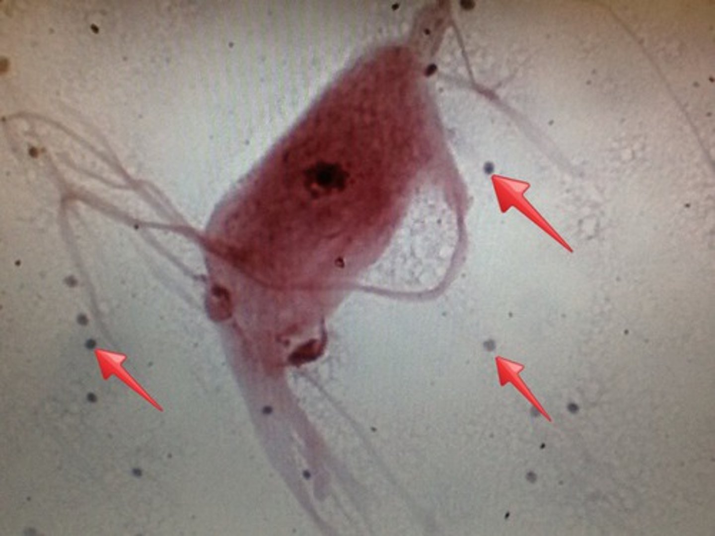 <p>Cells that supports and assists neurons</p><p>- Type of nervous tissue</p>