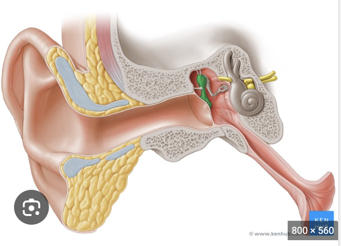 <p>green and bone next to green</p>