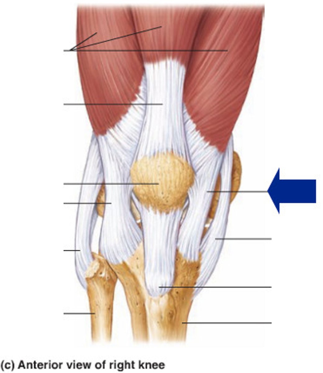 <p>identify, extent, attachments, functions</p>