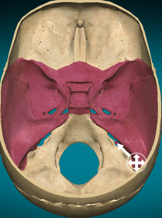 <p>Foramen lacerum</p>