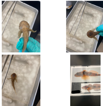 <p>What is the species and common name of this vertebrate that’s in Order Scorpaeniformes and Family Cottidae</p>