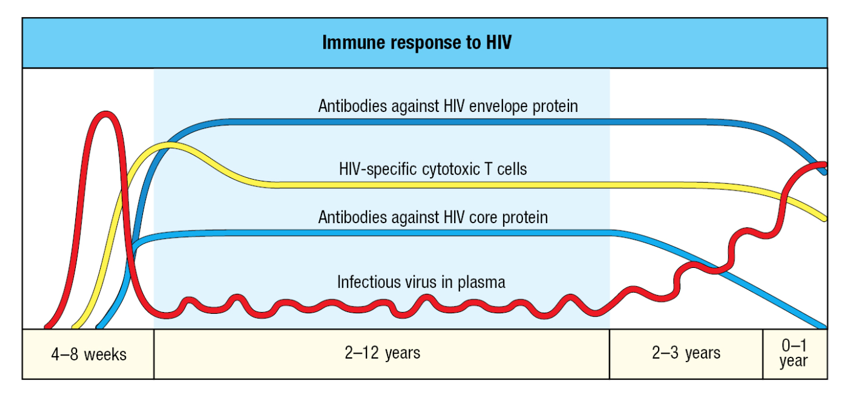<p>In the early phase of HIV infection, while the adaptive immune response is being activated, the virus reaches high levels (red line). With production of HIV-specific antibodies (blue lines) and cytotoxic T cells (yellow line), the virus is controlled but is not eliminated. When the destruction of CD4 T cells outstrips their renewal, adaptive immunity declines and levels of virus increase again.</p>