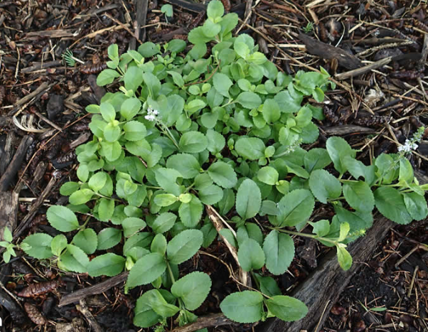 <p><em>Veronica officinalis</em></p>