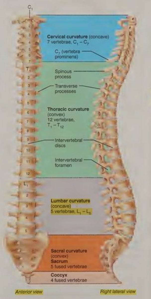 <p>Five vertebrae supporting the lower back.</p>