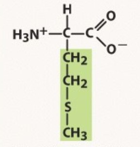 Non-polar
start codon
-3 nulceotides in a codon, S in third codon for start