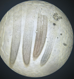 monocot root