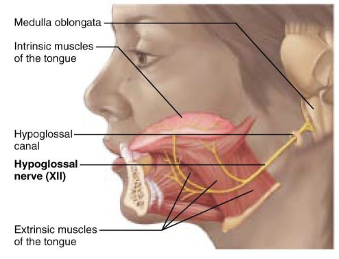 <p>what is component of <span>Cranial Nerve XII – Hypoglossal Nerve?</span></p>