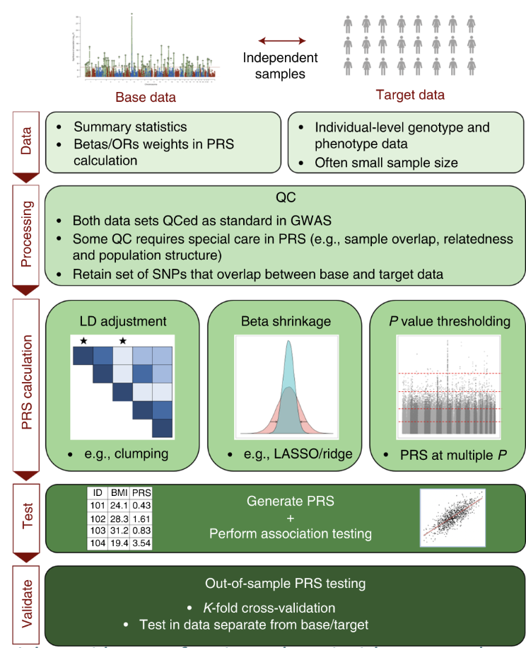 <ul><li><p>Base &amp; target QC: check GWAS heritability, different populations, allele alignment, sample size, genome build.</p></li><li><p>PRS calculation: control for LD, adjust for inflated GWAS effect sizes.</p></li><li><p>PRS testing &amp; validation.</p></li></ul><p></p>