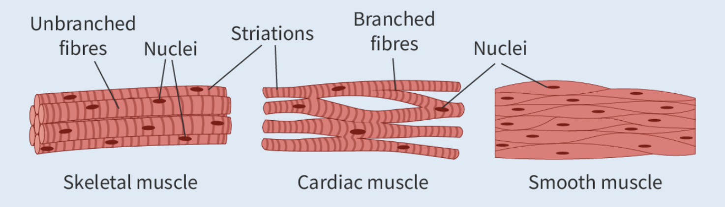<p>Multinucleated</p>