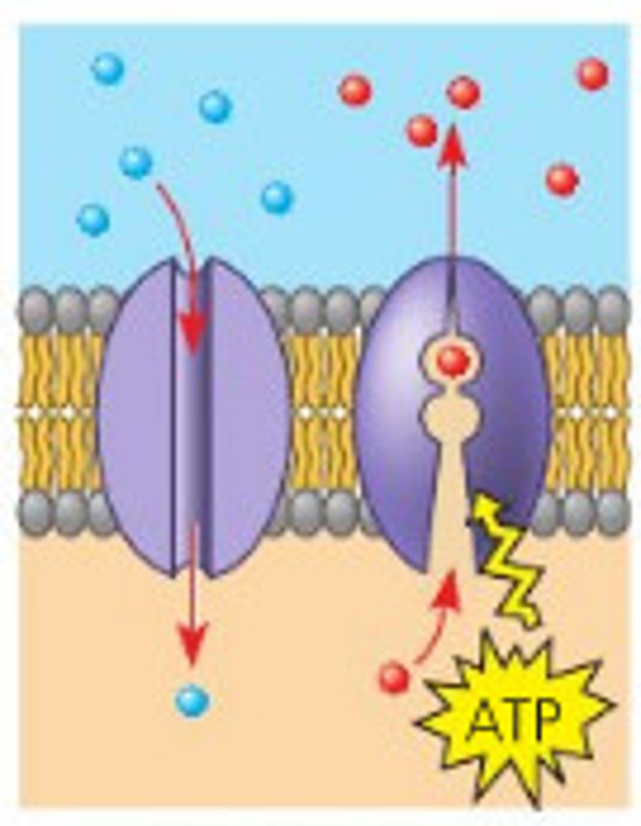 <p>(<span style="color: #ffe45d"><strong>active transport</strong></span>) Cell <strong>uses energy</strong> to move molecules across membrane against the concentration gradient through a protein channel</p>