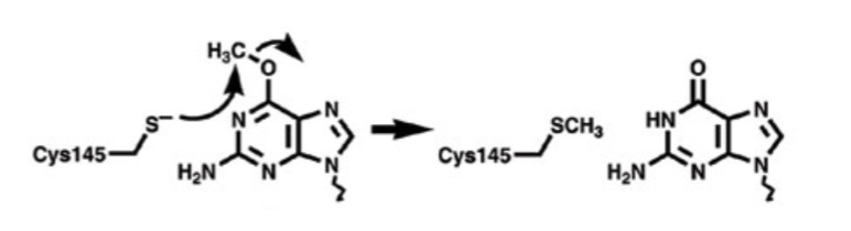 <ul><li><p>binds to alklyated guanine residues – flips the base out and removes the methyl group – restoring the guanine to canonical W-C binding potential and mitigating mutation risks</p></li><li><p>single turnover protein → costs a lot to make a protein </p></li></ul><p></p>