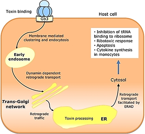 <ul><li><p><strong>Invasion</strong> is the key virulence factor; even strains with minimal <strong>Shiga toxin</strong> can cause disease if they successfully invade <strong>M cells</strong>.</p></li><li><p><strong>Shiga toxin</strong> (A/B enterotoxin) works by <strong>binding to Gb3 glycolipid</strong>, then <strong>transferring the A subunit to the 60S ribosome</strong>, where it <strong>depurinates</strong> the ribosome, stopping protein synthesis and leading to cell death.</p></li></ul><p></p>