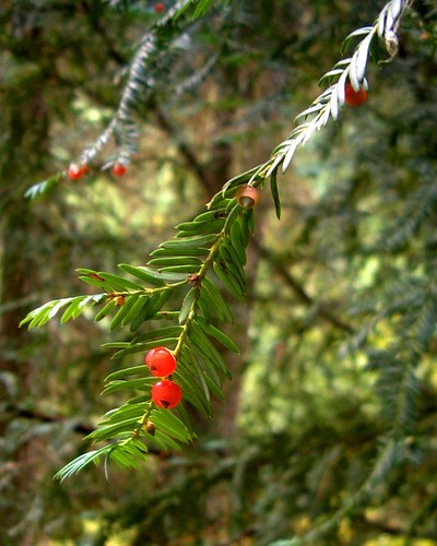 <p>(Taxus brevifolia)</p>