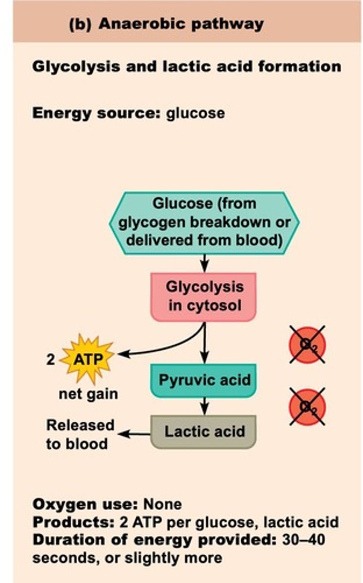 <p>Lactic acid.</p>