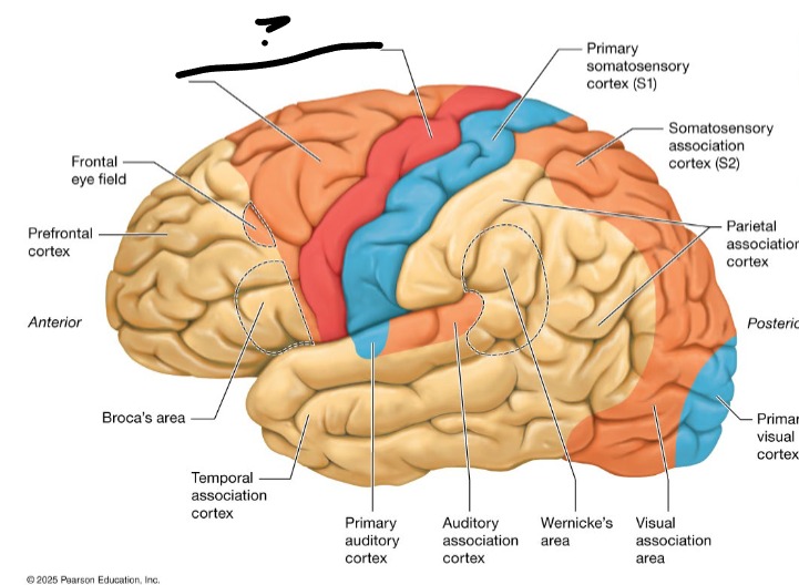 <p>plans and executes movement (complex = premotor)</p>