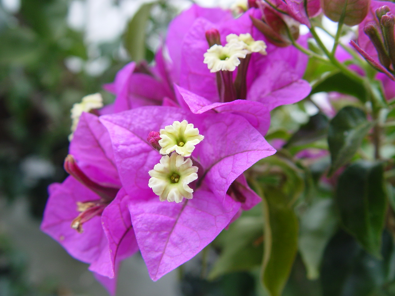 <p><span style="font-family: Inter, helvetica, arial, sans-serif">lesser bougainvillea or paperflower</span></p>