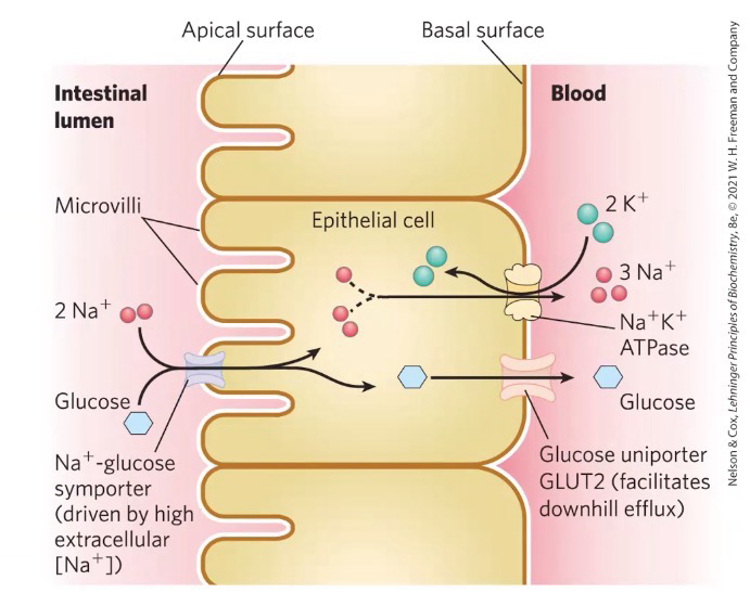 <p><span style="background-color: transparent;"><span>uses Na+ going down its gradient from the intestinal lumen to the epithelial cell which allows glucose to enter against its gradient</span></span></p><p><span style="background-color: transparent;"><span>Glucose exits the epithelial cell into the blood via Glucose uniporter </span></span>GLUT2 (<span style="background-color: transparent;"><span>facilitated diffusion)</span></span></p><p><span style="background-color: transparent;"><span>Na+K+ ATPase establishes the sodium gradient for Na+-Glucose symporter</span></span></p>