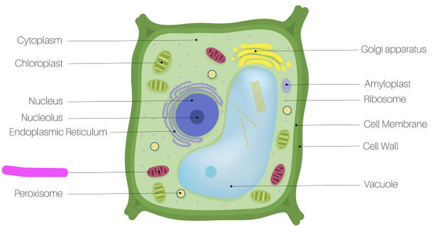 <p>What is the pink?</p>